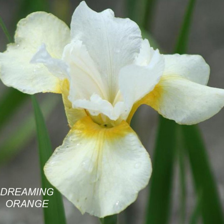 Комплект 5шт / Ирис сибирский Dreaming Orange - яркие цвета для вашего сада Комплект 5шт / Ирис сибирский Dreaming Orange - яркие цвета для вашего сада